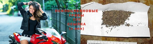 прущие грибы Усолье-Сибирское